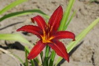 Hemerocallis 'Crimson Pirate' - Liliowiec