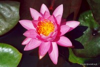Nymphaea 'Pink Opal' - Lilia wodna