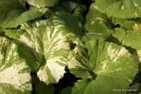 Petasites japonicus 'Variegata' -	Lepiężnik japoński