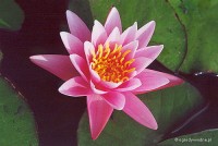 Nymphaea 'Pink Sensation' - lilia wodna