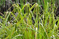 Carex pseudocyperus - Turzyca nibyciborowata