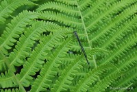 Matteucia struthiopteris - Pióropusznik strusi