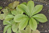 Rodgersia henrici - Rodgersja Henriciego