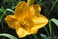 Hemerocallis 'Zodiak'- Liliowiec