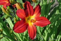 Hemerocallis 'Pillar of Fire' - Liliowiec