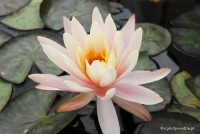 Nymphaea 'Georgia Peach' - Lilia wodna