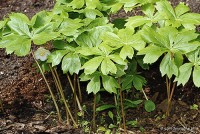 Podophyllum peltatum - Stopowiec tarczowaty