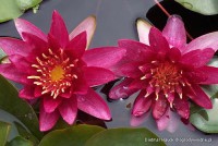 Nymphaea 'Burgundy Princess' - Lilia wodna