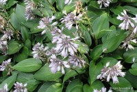 Hosta 'Devon Green' - Funkia