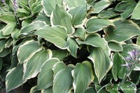 Hosta 'Yellow River' - Funkia