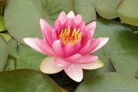 Nymphaea 'Charles de Meurville' - Lilia wodna