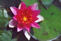 Nymphaea 'Laydekeri Fulgens' - Lilia wodna
