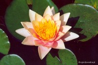 Nymphaea 'Paul Hariot' - Lilia wodna