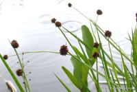 Juncus ensifolius - Sit mieczolistny