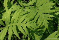 Onoclea sensibilis - Onoklea wrażliwa