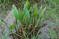 Alisma plantago-aquatica - Żabieniec - babka wodna