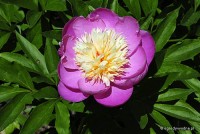 Paeonia lactiflora 'Eva' - Piwonia chińska 
