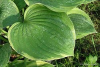 Hosta 'Crown Royalty' - Funkia