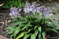 Hosta tardiflora - Funkia