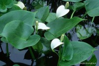 Calla palustris - Czermień błotna