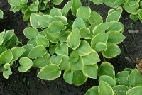 Hosta 'Golden Tiara' - Funkia