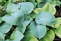 Hosta 'Blue Umbrellas' - Funkia