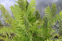 Osmunda regalis - Długosz królewski