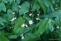 Sagittaria latifolia - Strzałka szerokolistna