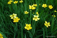 Ranunculus lingua 'Grandiflora' - Jaskier wielkokwiatowy