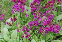 Primula japonica 'Miller's Crimson' - Pierwiosnek japoński