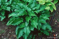 Hosta 'Invincible' - Funkia