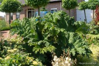 Gunnera manicata - Gunnera olbrzymia