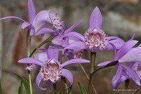 Pleione limprichtii - Pleione