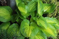 Hosta 'Dance With Me' - Funkia