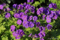 Geranium x magnificum - Bodziszek wspaniały