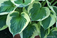 Hosta 'Twilight' - Funkia