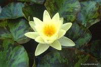 Nymphaea 'Marliacea Chromatella' - Lilia wodna