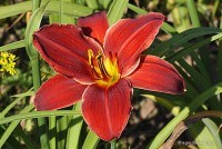 Hemerocallis 'Douglas Dale' - Liliowiec