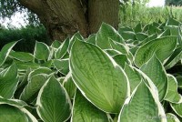 Hosta 'Francee' - Funkia