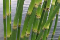 Equisetum hyemale 'Robustum'	Skrzyp zimowy