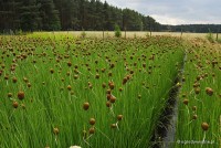 Typha minima -	Pałka mała