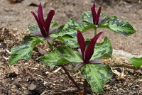 Trillium kurabayashii - trójlist kurabayashii