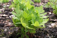 Onoclea sensibilis 'Nana' -	Onoklea wrażliwa