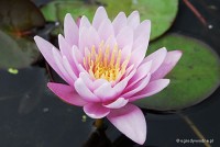Nymphaea 'Fabiola' - Lilia wodna
