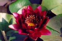 Nymphaea 'Black Princess' - Lilia wodna