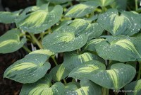 Hosta 'Dream Queen' - Funkia