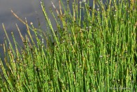 Equisetum scirpoides	Skrzyp arktyczny