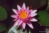 Nymphaea 'Firecrest' - Lilia wodna