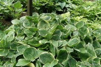 Hosta 'Grand Master' - Funkia