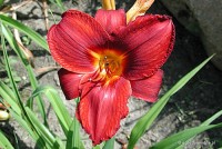 Hemerocallis 'Blanka' - liliowiec